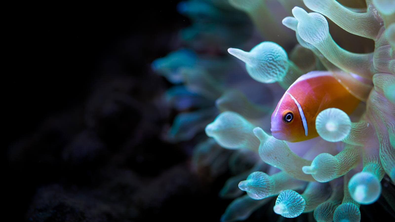 Reef fish over Red Sea corals
