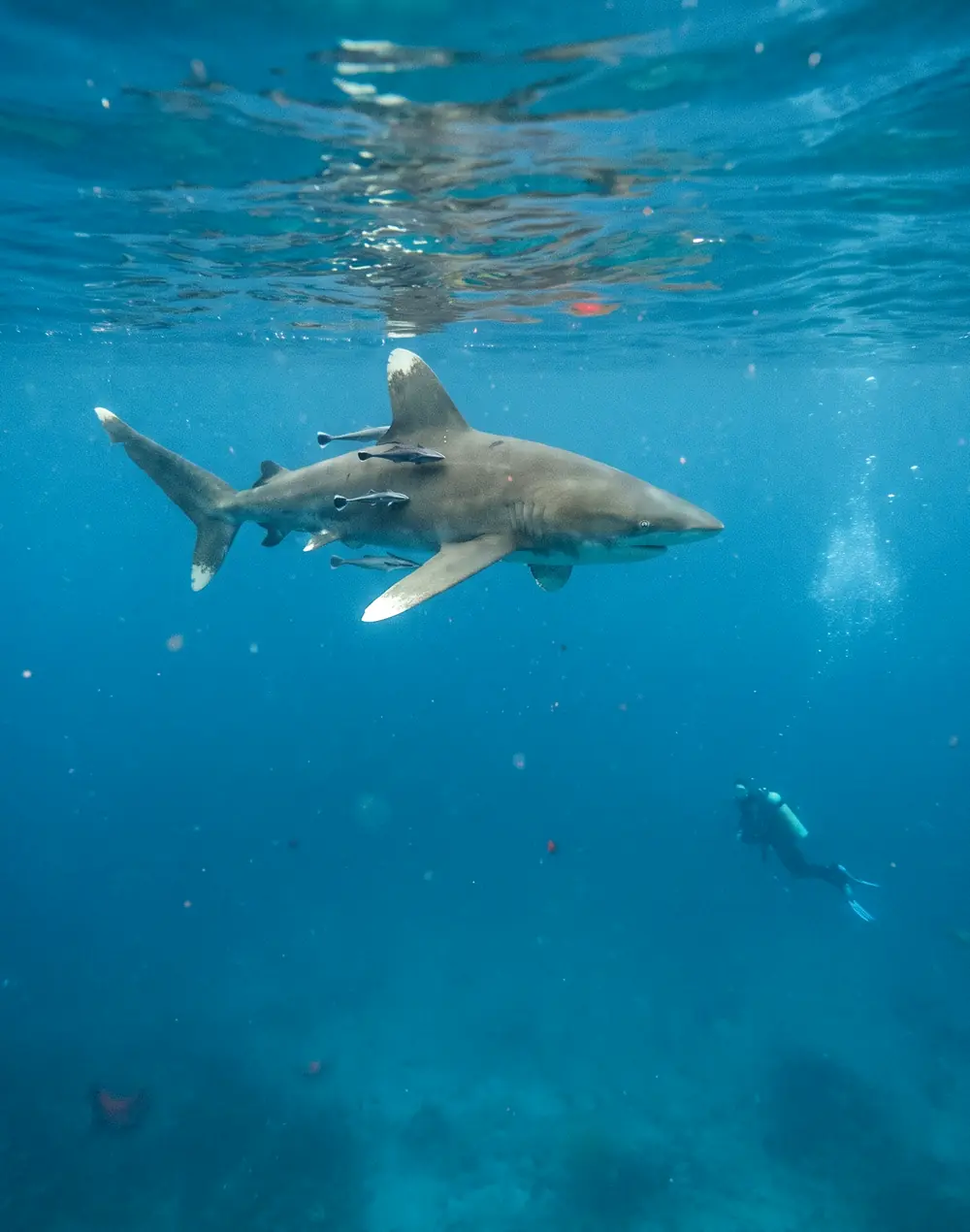 Elphinstone Reef, October 2024