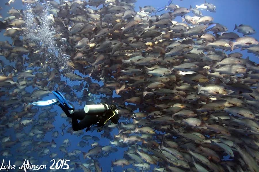 Emperor Divers Sharm El Sheikh - Cover Photo