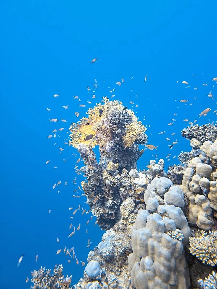 Extra Divers — El Quseir (Mövenpick Resort) - Cover Photo