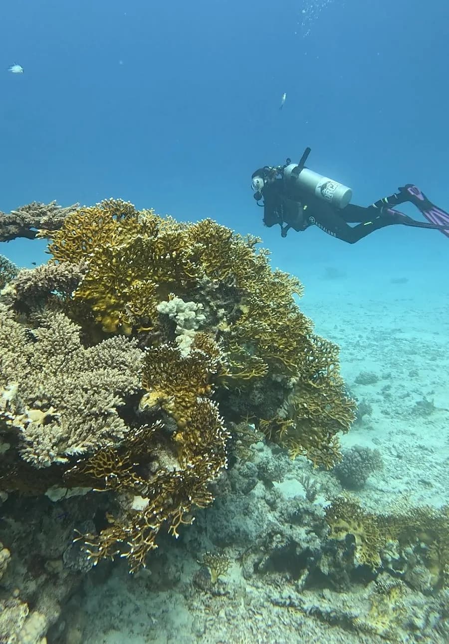 Emperor Dive Tribe El Gouna - Cover Photo