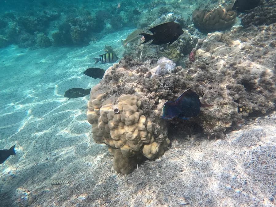 Euro-Divers — Coral Hills Marsa Alam - Cover Photo