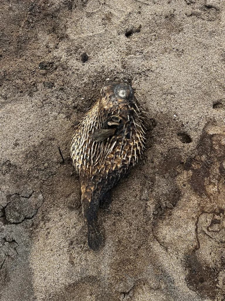 Porcupine Fish
