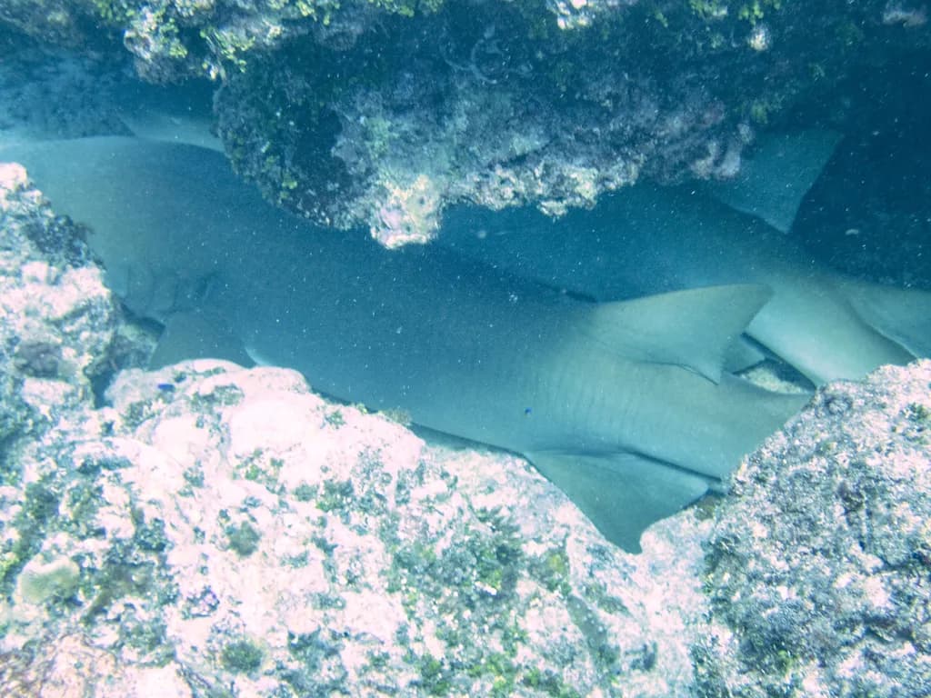 Tawny Nurse Shark