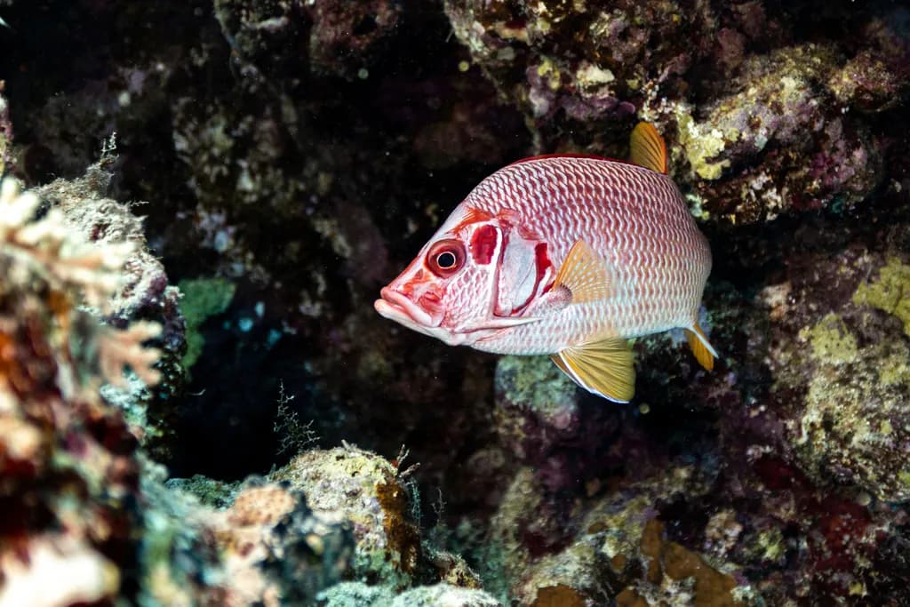Squirrelfish