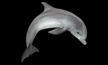 dolphin