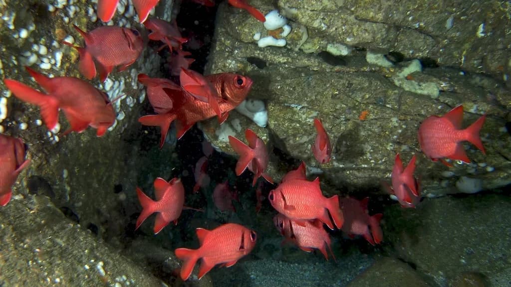 Soldierfish
