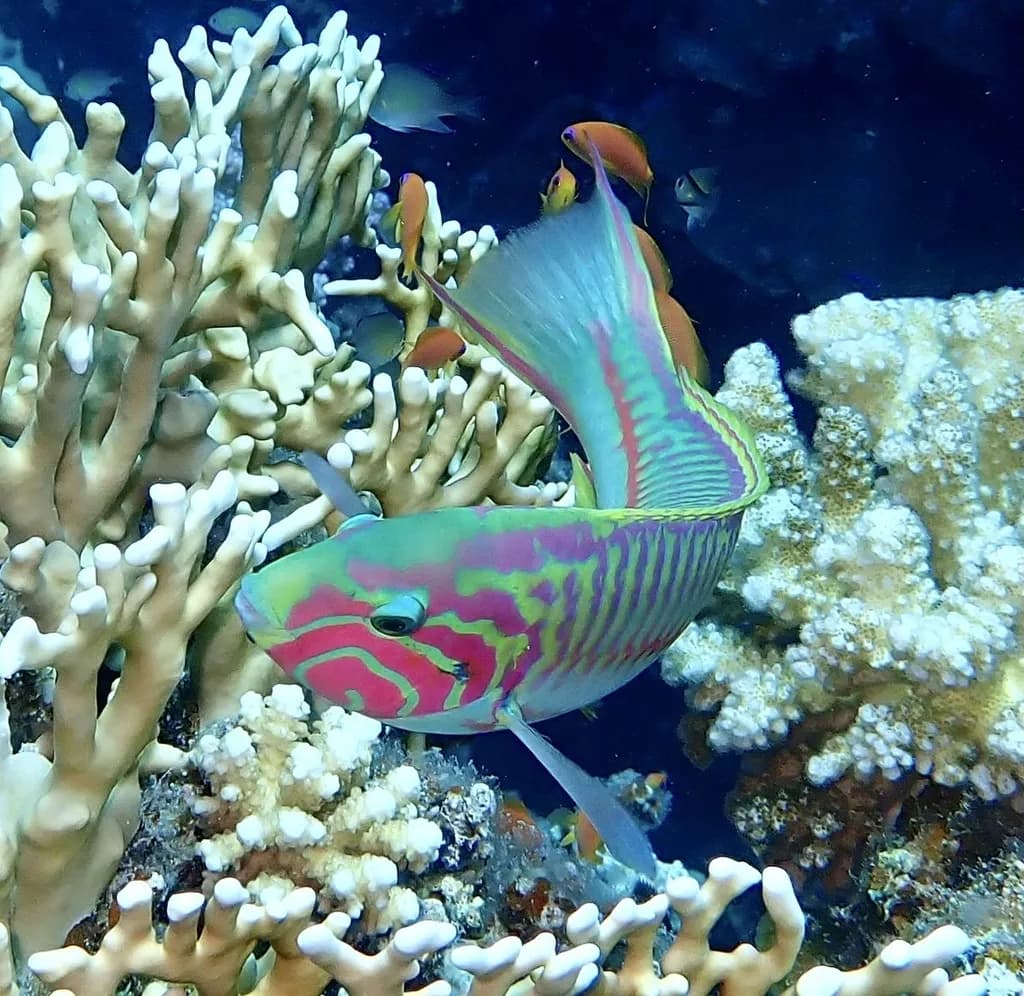 Klunzinger's Wrasse