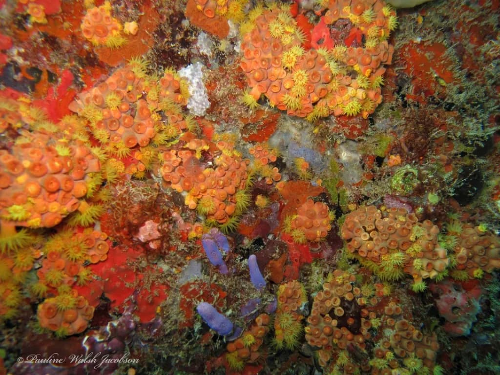 Sun Coral