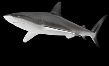 grey reef shark