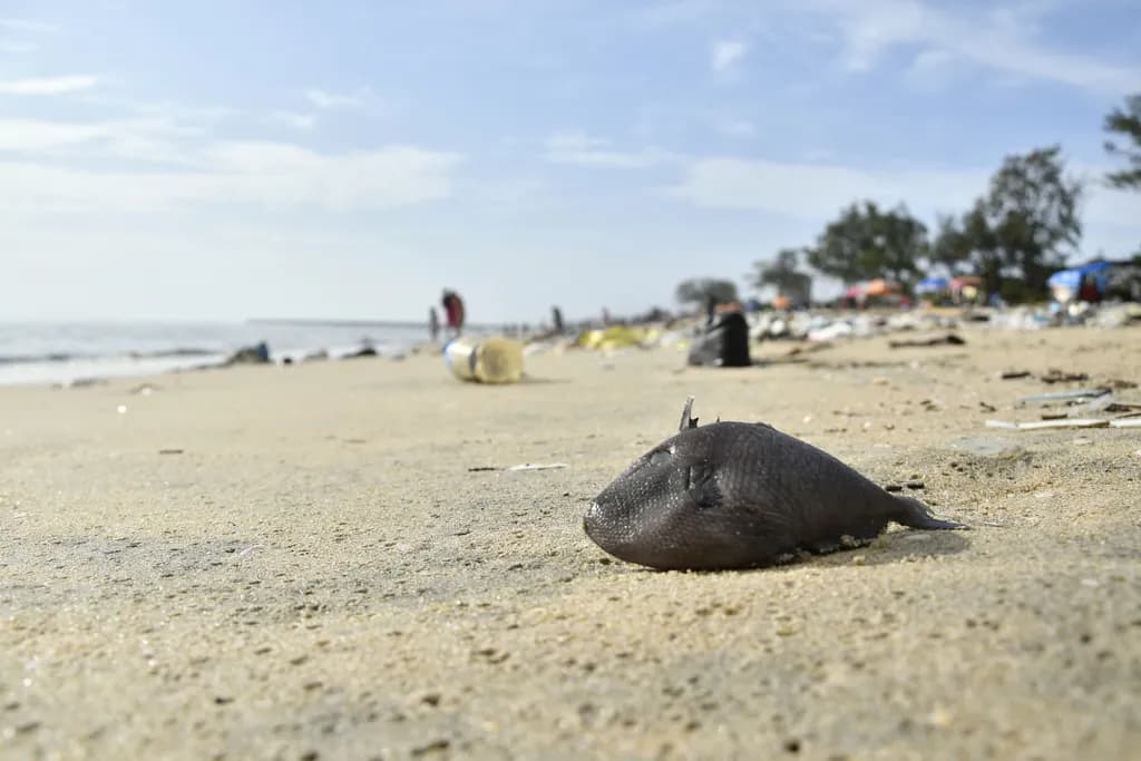 Redtooth Triggerfish