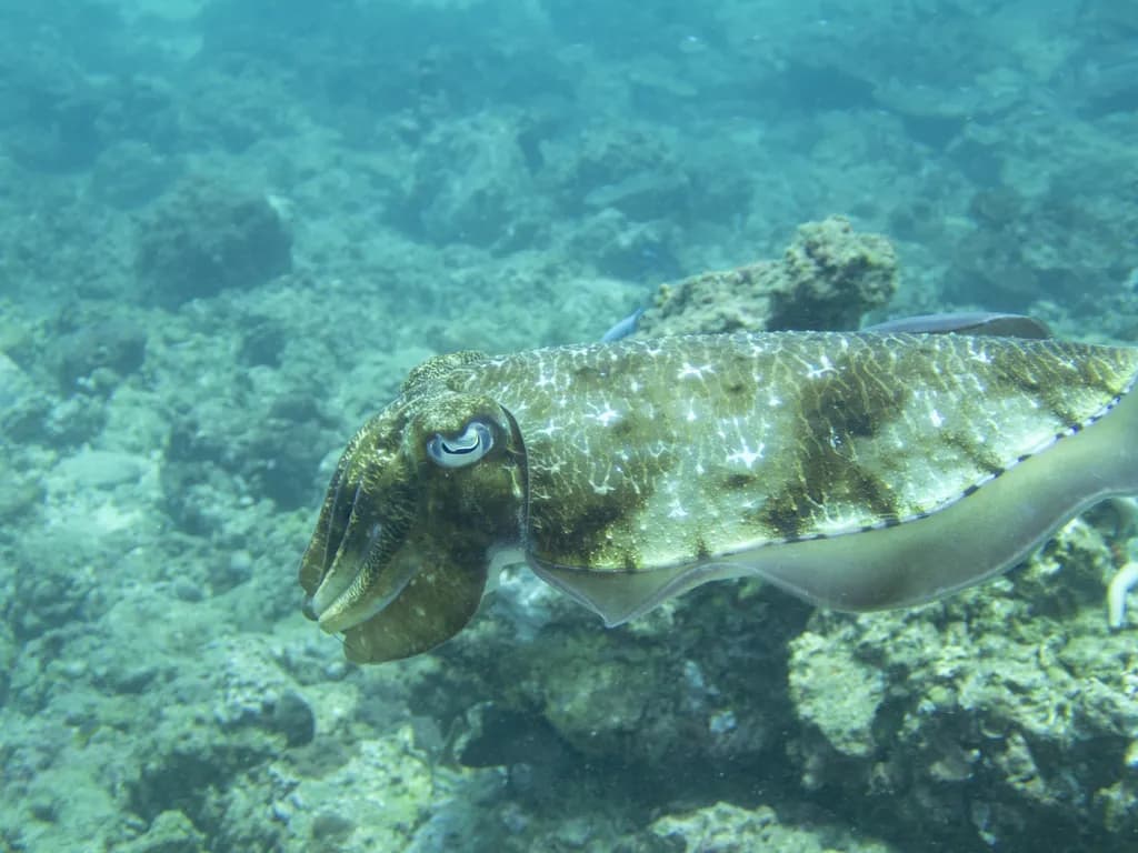 Cuttlefish