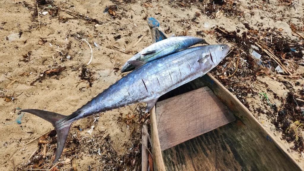 Spanish Mackerel