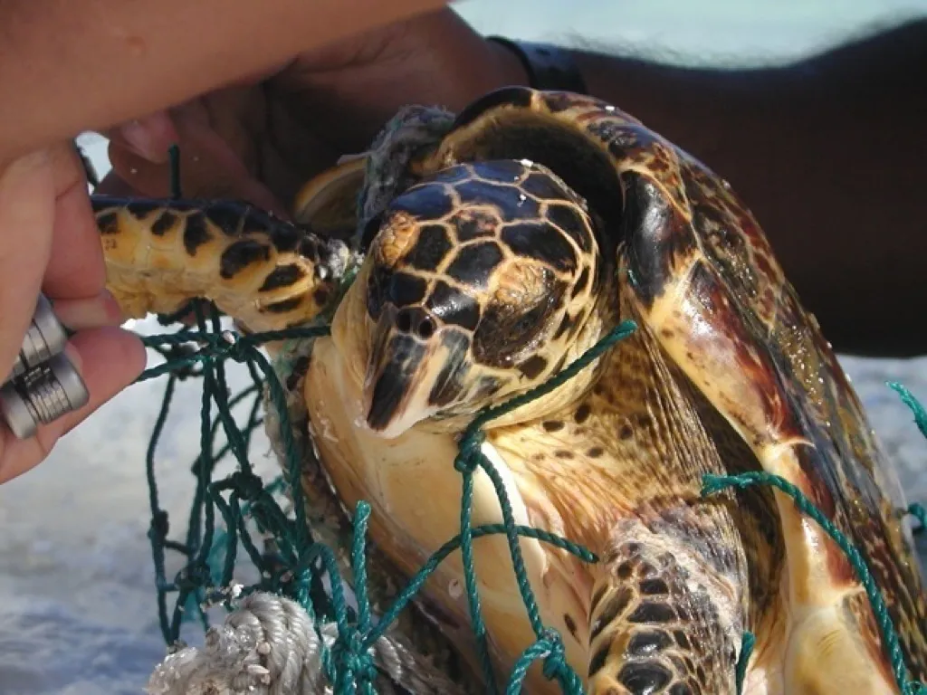 Hawksbill Turtle