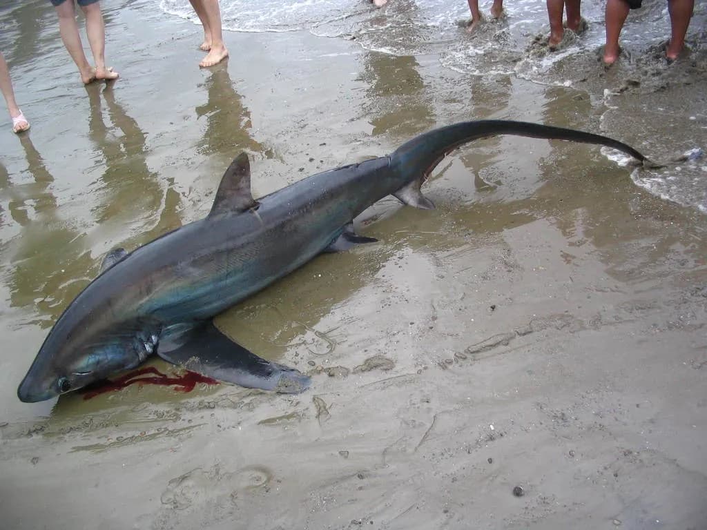 Thresher Shark