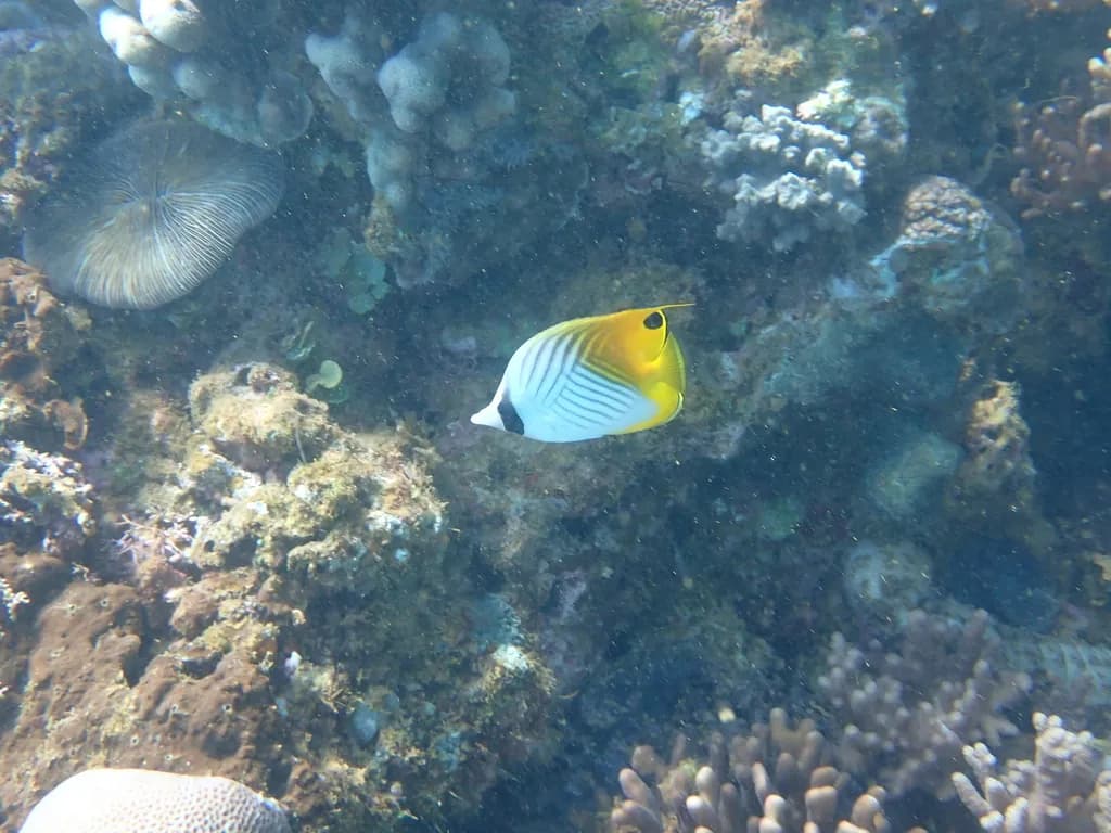 Threadfin Butterflyfish