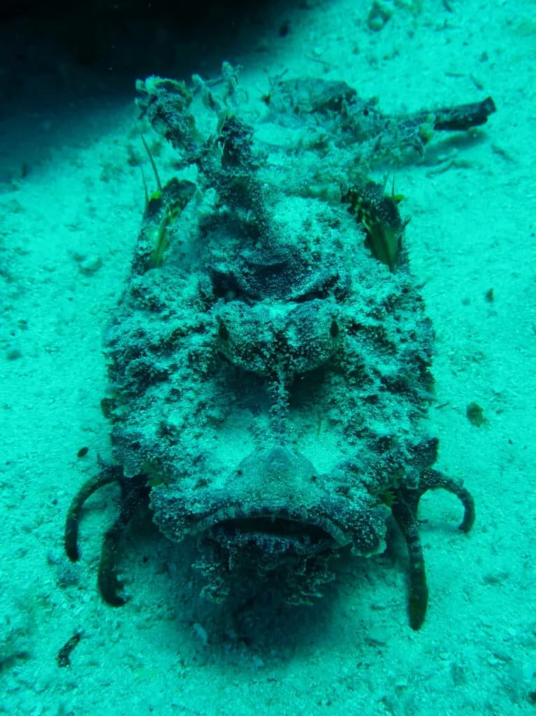 Spiny Devilfish