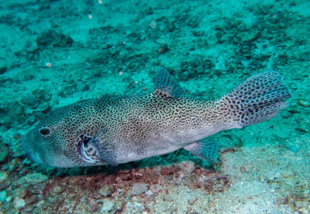 Starry Pufferfish