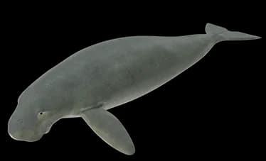 dugong