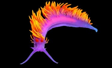 nudibranch