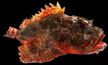 scorpionfish