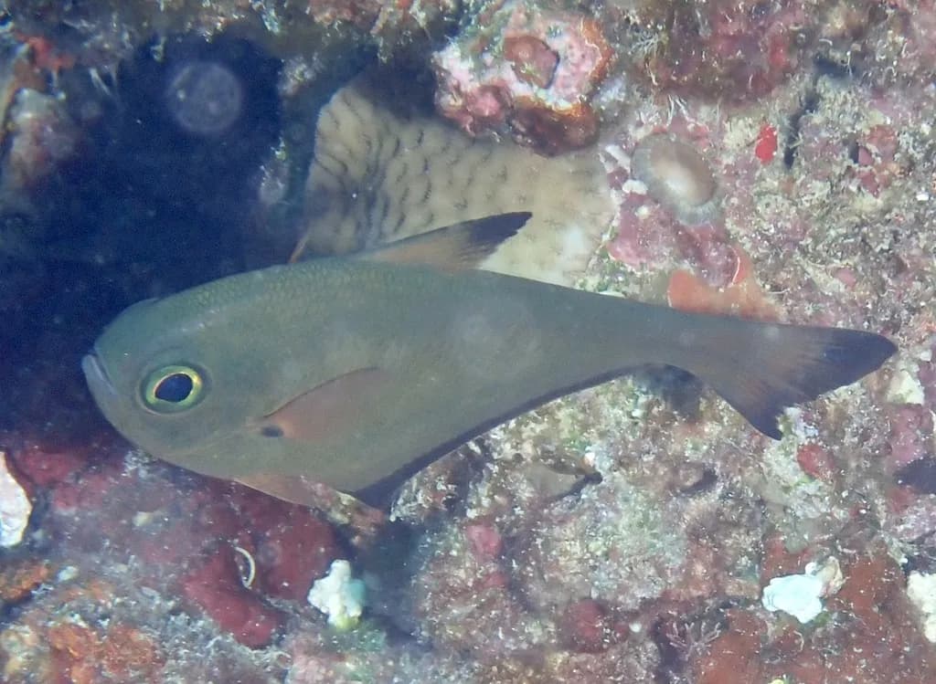 Hatchetfish