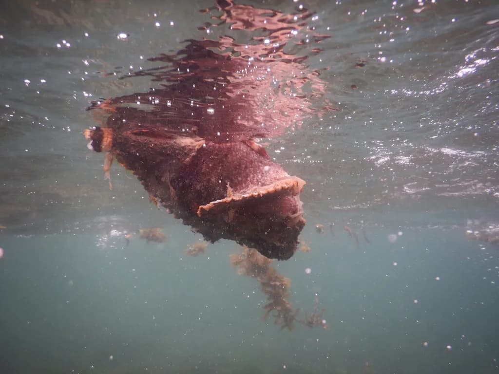 Stonefish