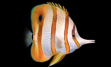 copperband butterflyfish