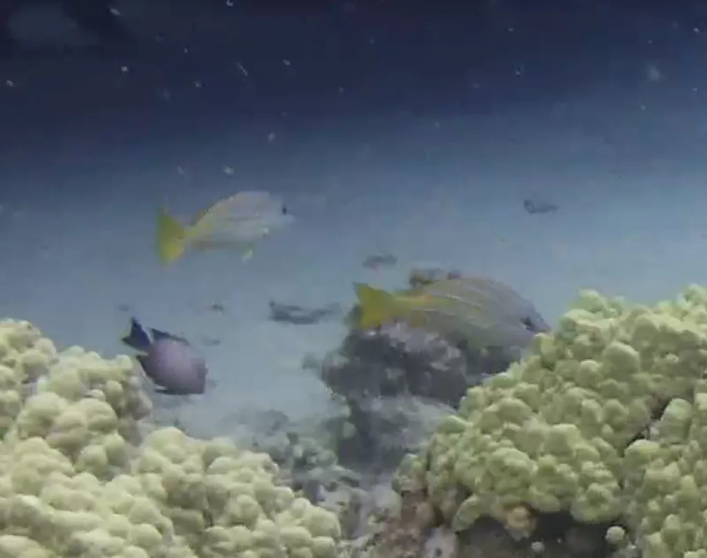 Bluelined Emperorfish