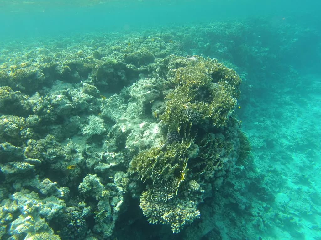 Fire Coral