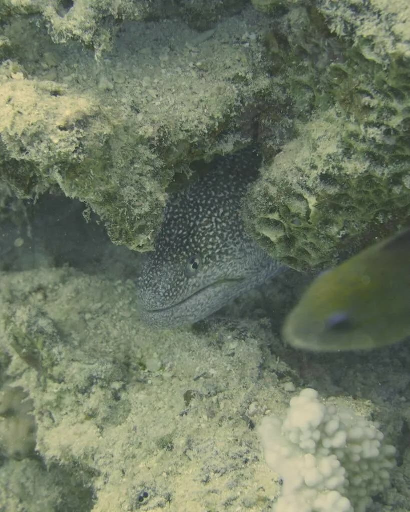 Yellowmouth Moray