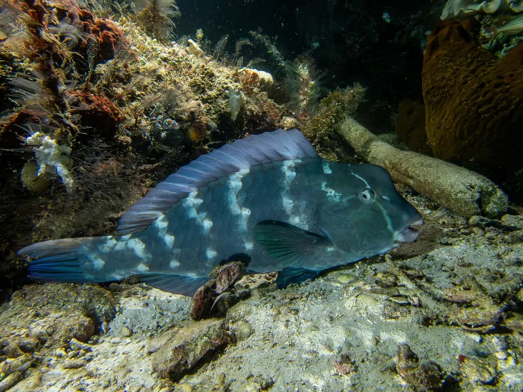 Bumphead Parrotfish