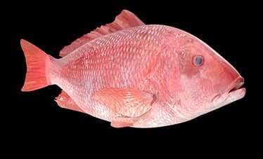 red snapper