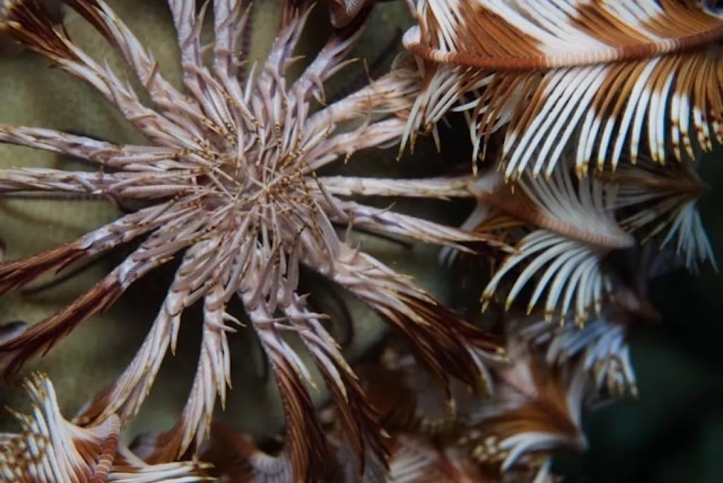 Feather Star