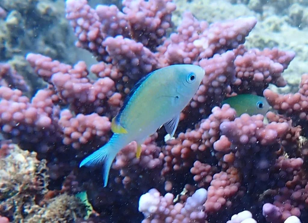 Bluegreen Puller