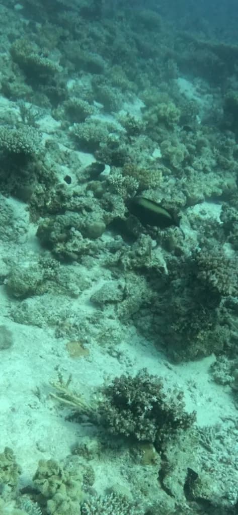 Bicolor Parrotfish