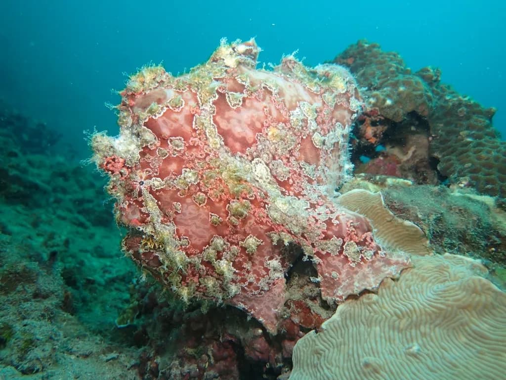 Frogfish