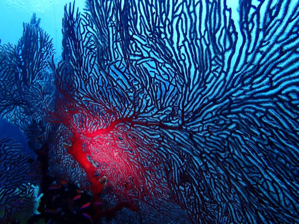 Sea Fan