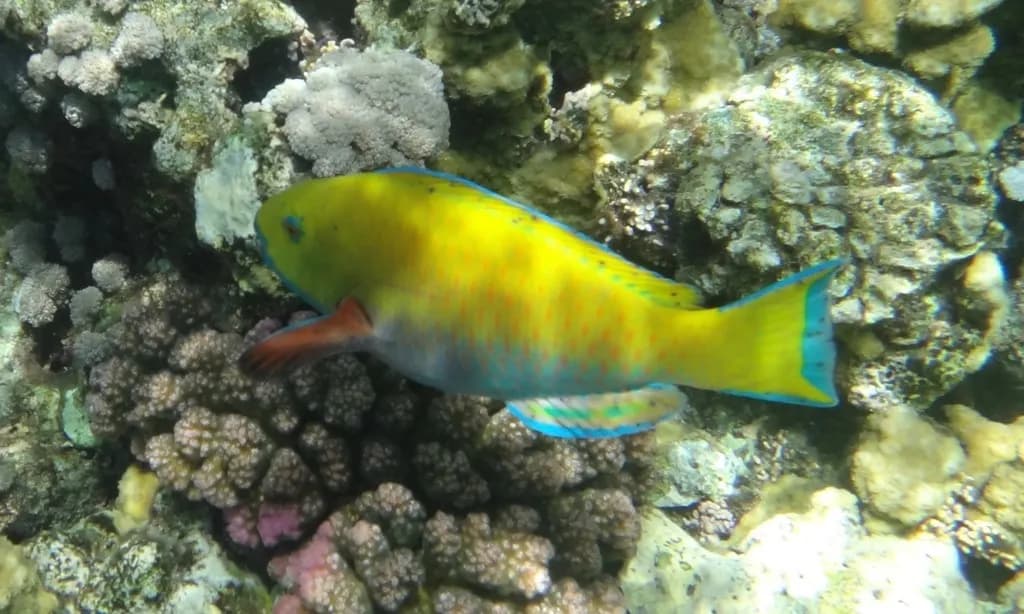 Steephead Parrotfish