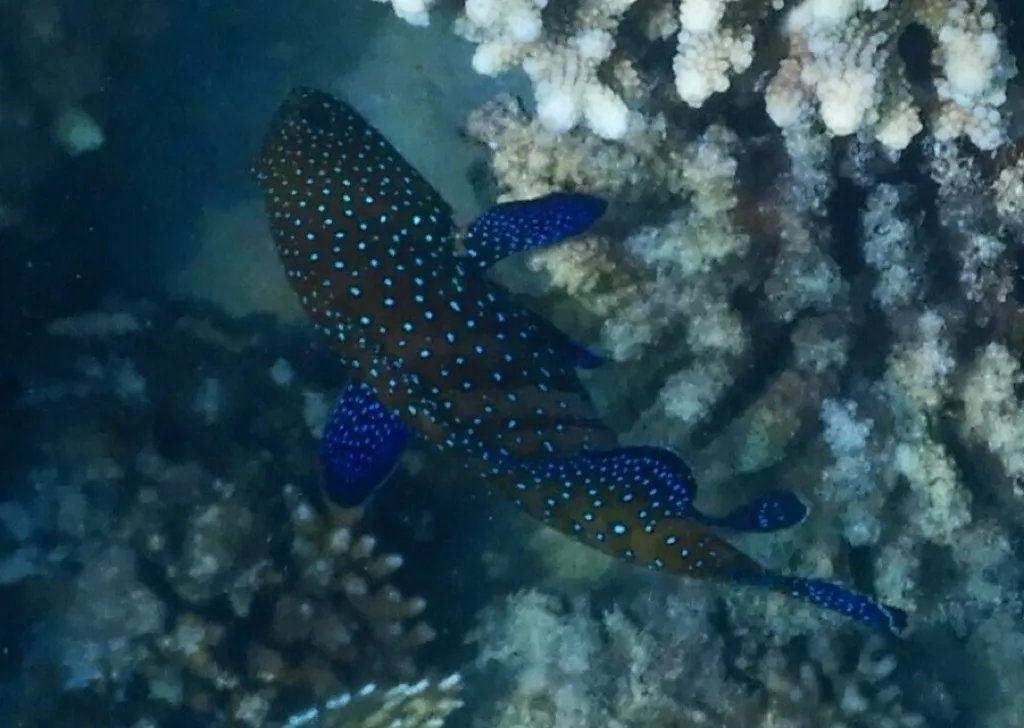 Peacock Grouper
