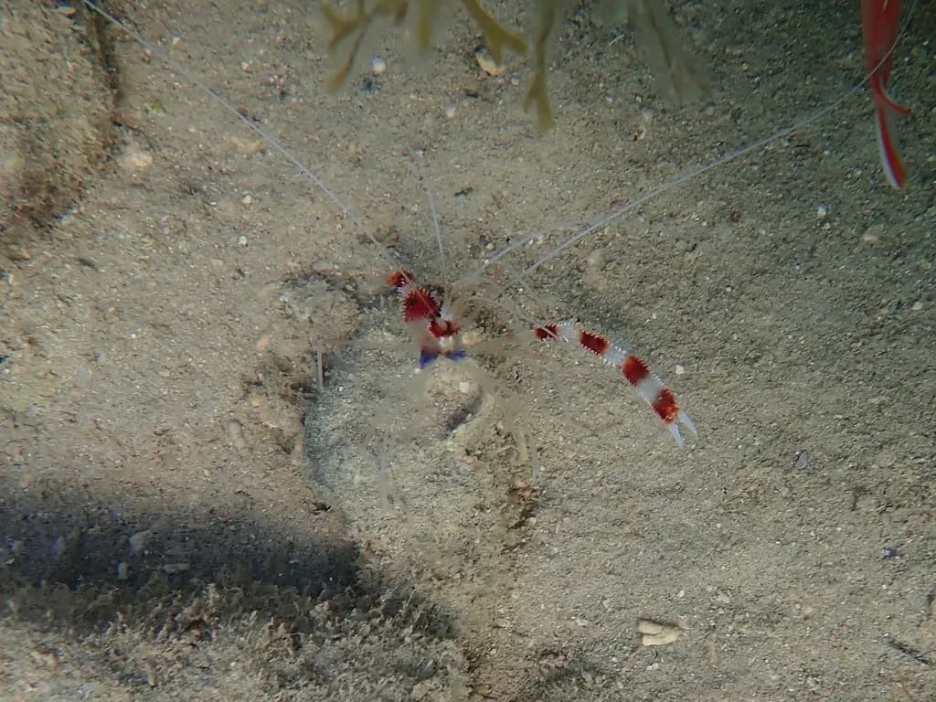 Banded Coral Shrimp