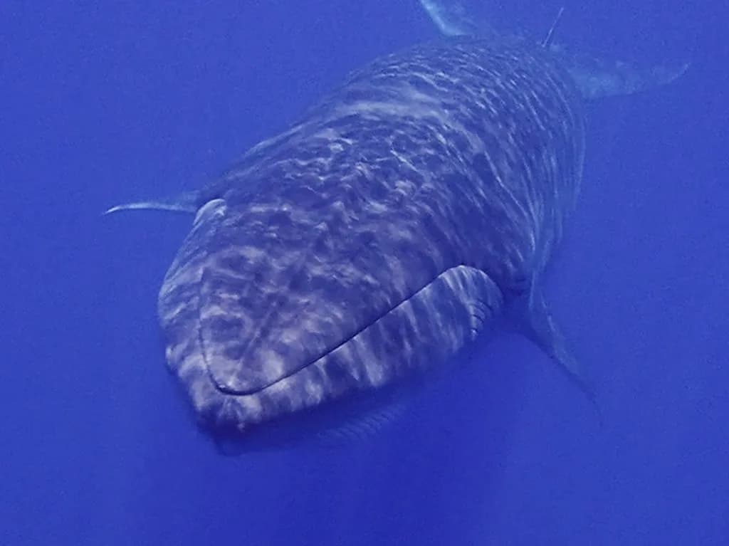 Whale