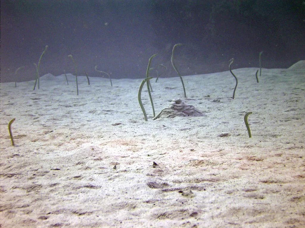 Garden Eel