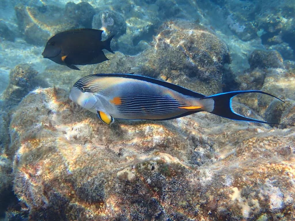 Surgeonfish