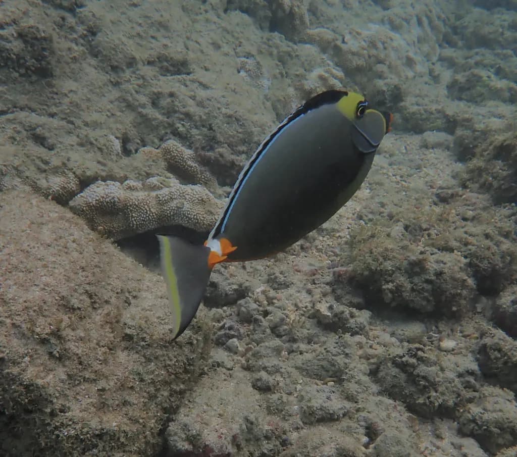 Orangespine Unicornfish