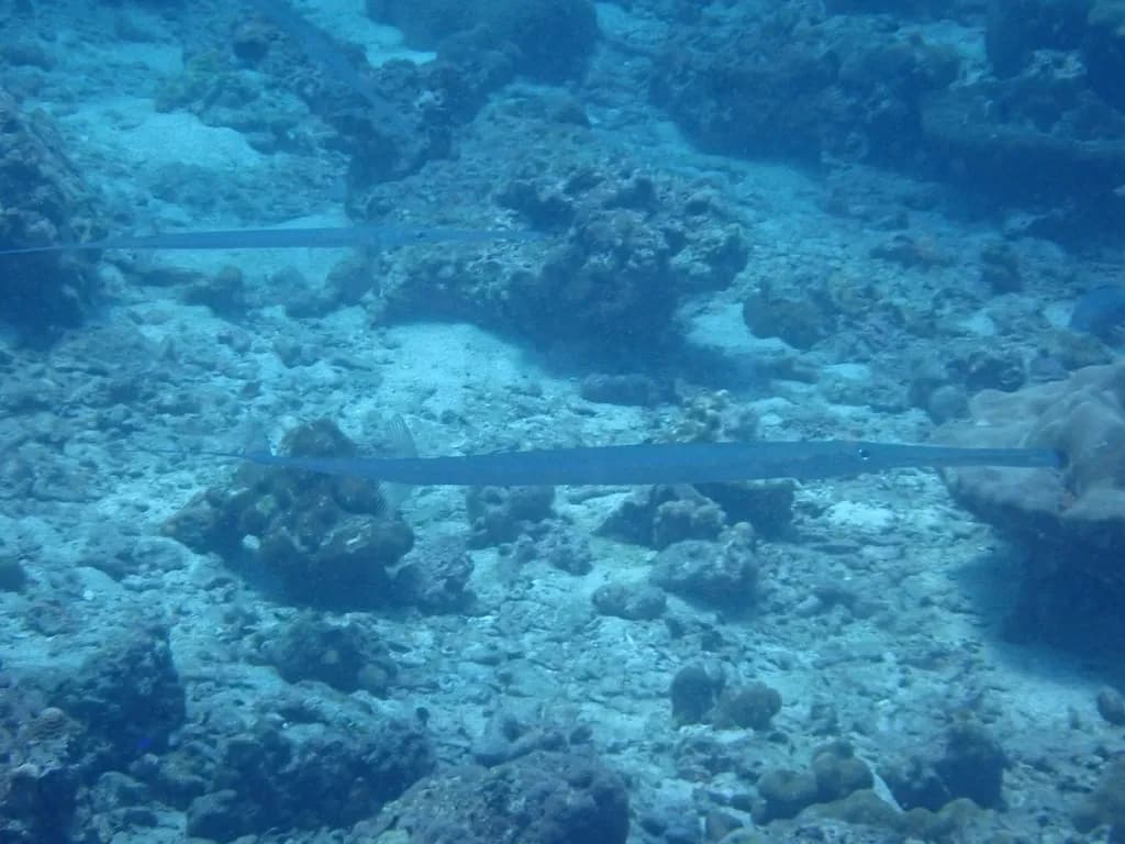 Cornetfish