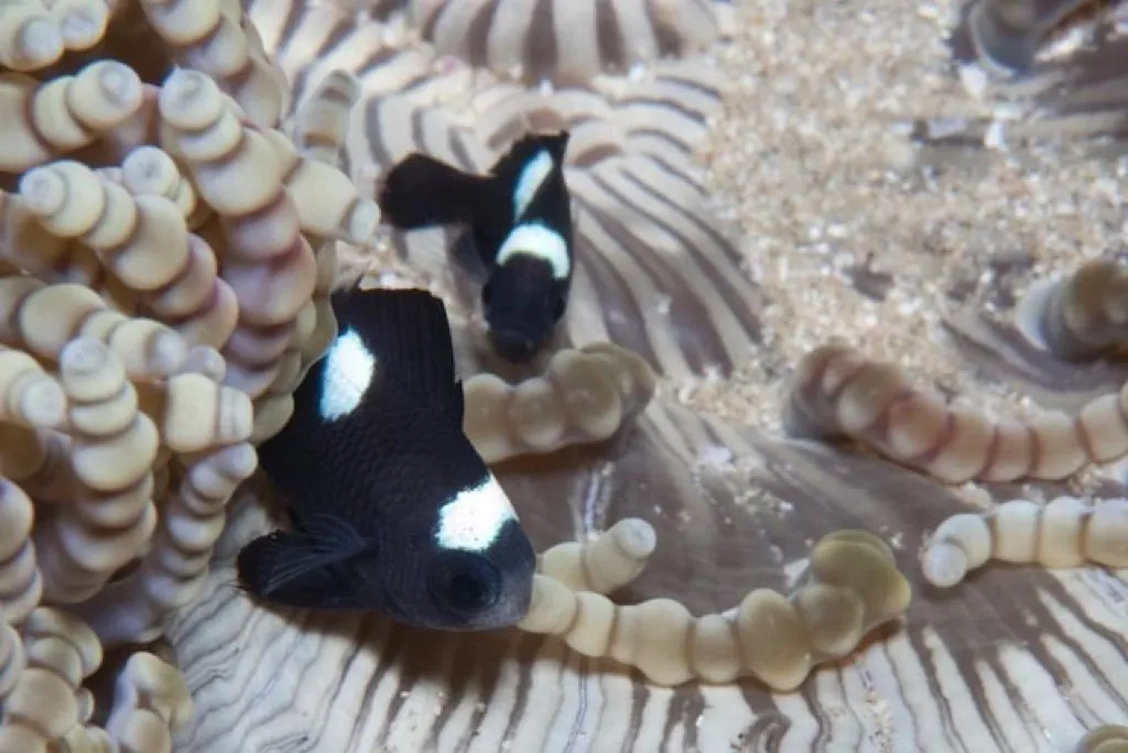 Domino Damsel