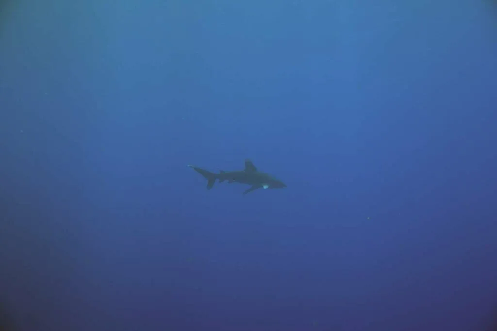 Oceanic Whitetip Shark
