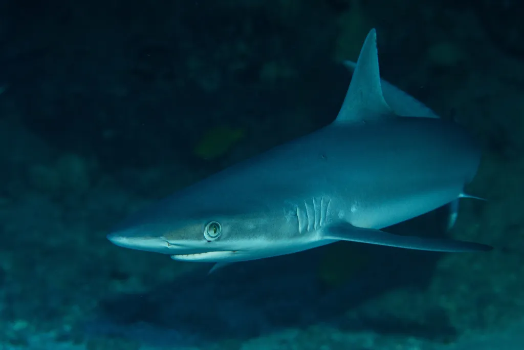 Reef Shark