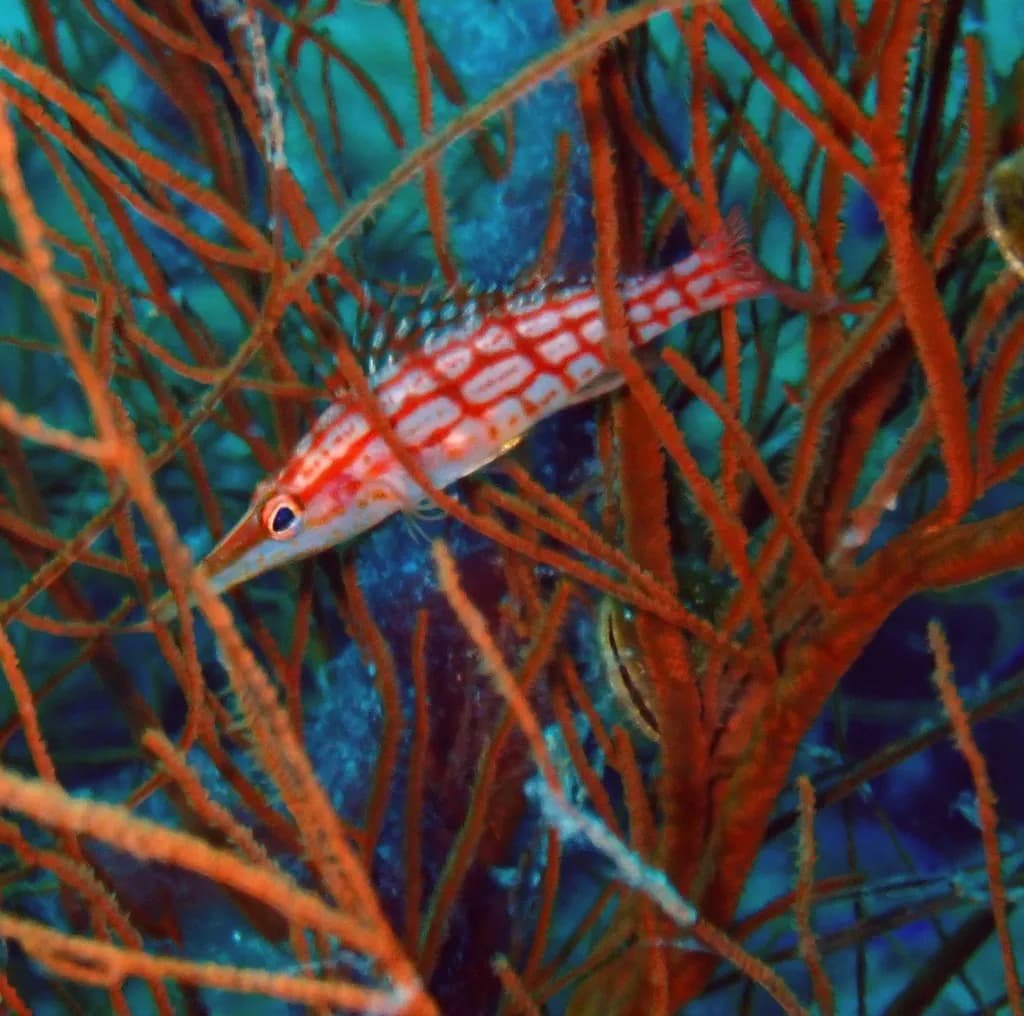 Longnose Hawkfish